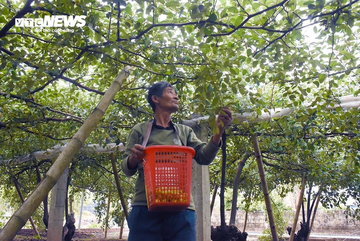 Những ngày cận Tết Nguyên đán, đặc sản táo muối Bàng La (phường Bàng La, quận Đồ Sơn, TP Hải Phòng) lại được khách hàng tứ xứ săn lùng. Tuy nhiên, năm nay, do ảnh hưởng của bão số 3 (bão Yagi), sản lượng táo muối Bàng La sụt giảm rất nhiều.