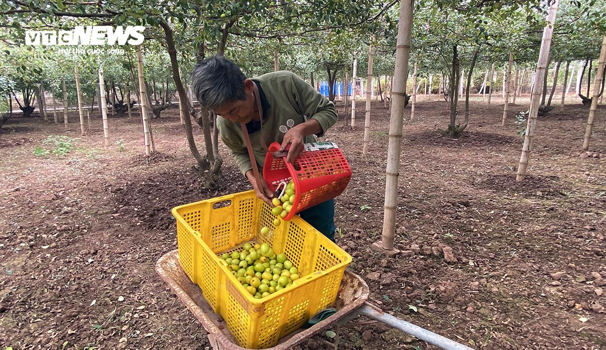 Không còn cảnh hái táo mỏi tay như mọi năm, năm nay, ông Nguyễn Xuân Thiếu (quê Thái Bình) 2 ngày mới được thu hoạch táo một lần.