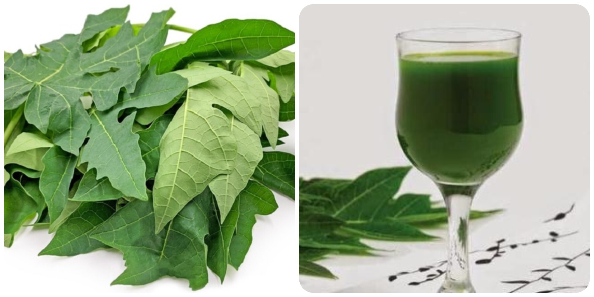 Uống nước lá đu đủ hàng ngày có tốt cho sức khoẻ?