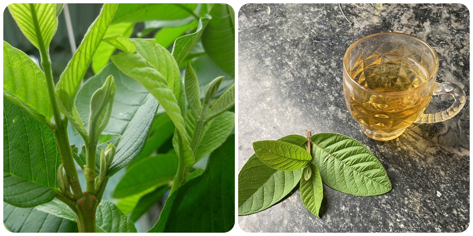 Nước lá ổi là thức uống tốt cho sức khoẻ nếu sử dụng đúng cách