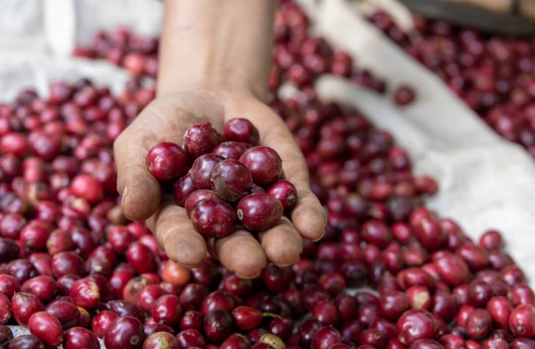 Giá cà phê tăng nhẹ trở lại.