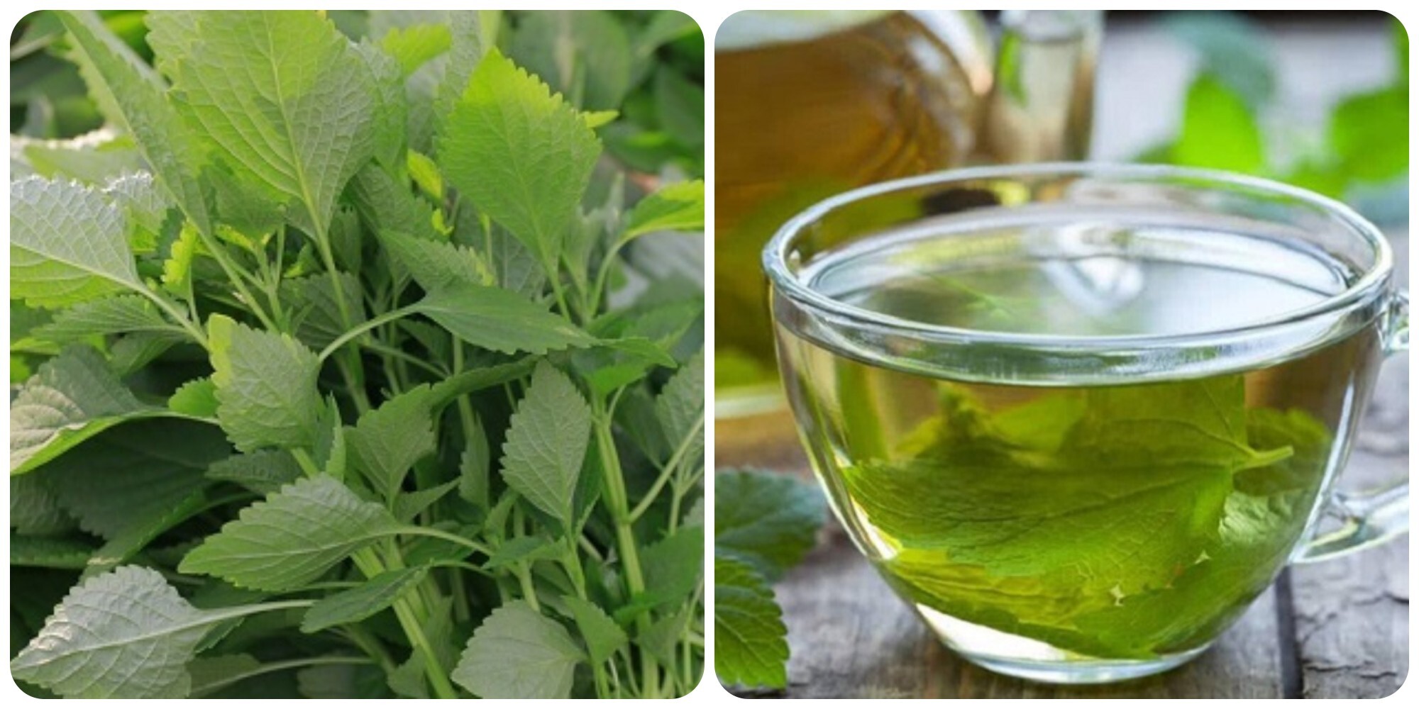 Kinh giới là loại rau tự nhiên tốt cho sức khoẻ
