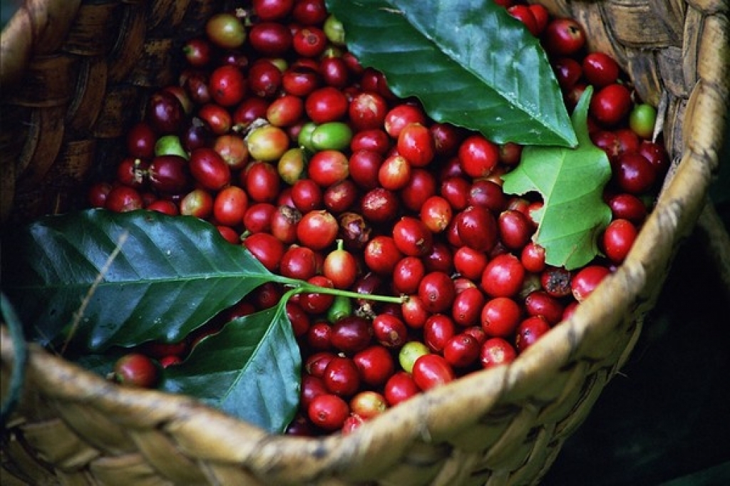 Giá cà phê biến động trái chiều. (Ảnh minh họa)