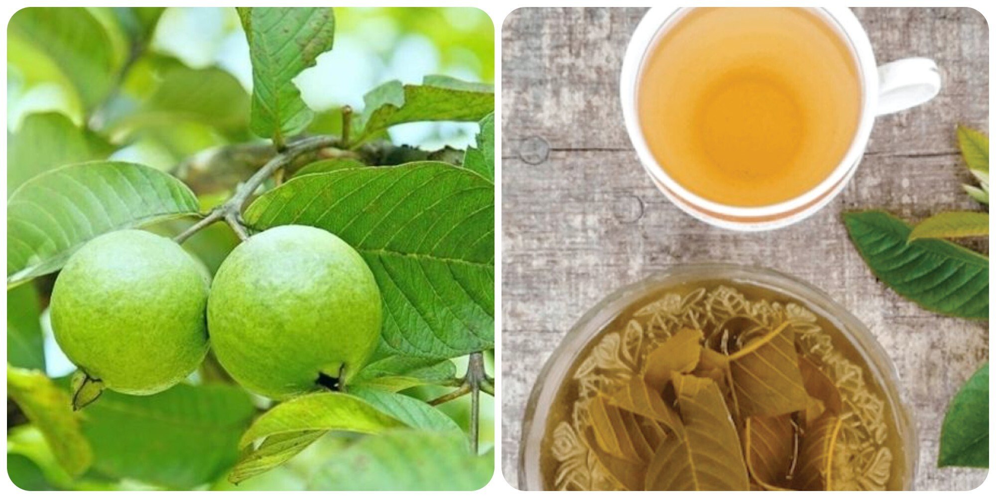 Trà lá ổi tốt cho sức khoẻ