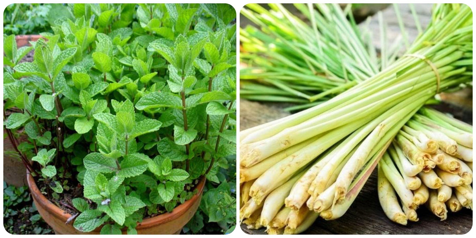 Cây bạc hà và cây sả là hai loại cây có tác dụng đuổi muỗi rất tốt.