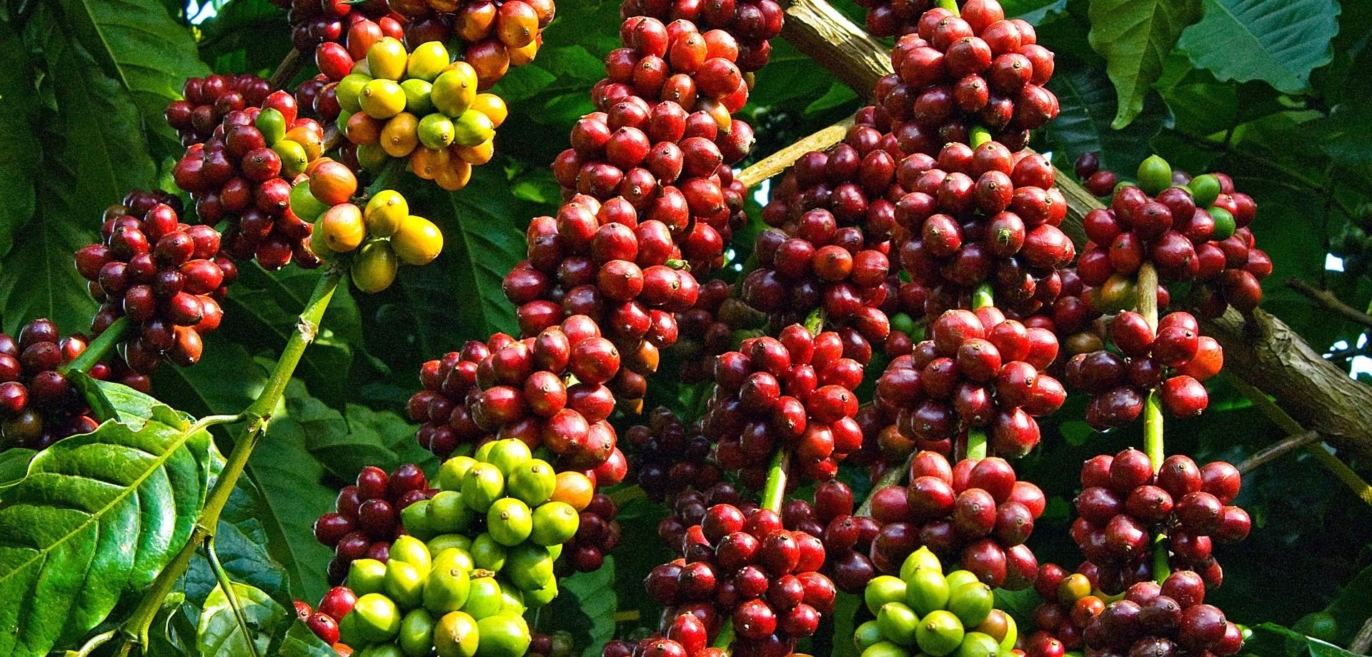 Giá cà phê hôm nay biến động trái chiều. (Ảnh minh họa)