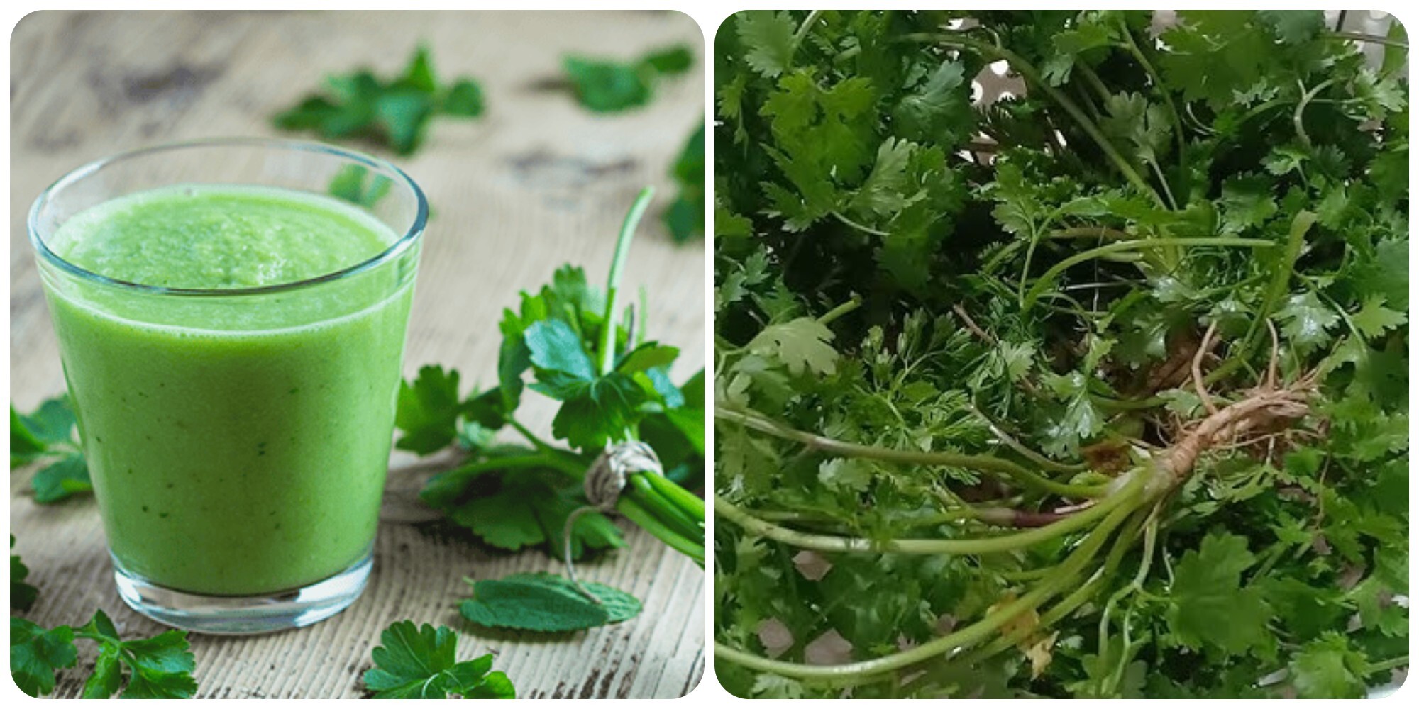 Rau mùi có tác dụng thải độc gan rất tốt