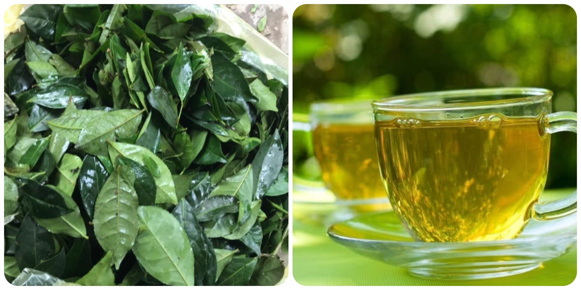 Chè xanh là thức uống lành mạnh tốt cho sức khoẻ.