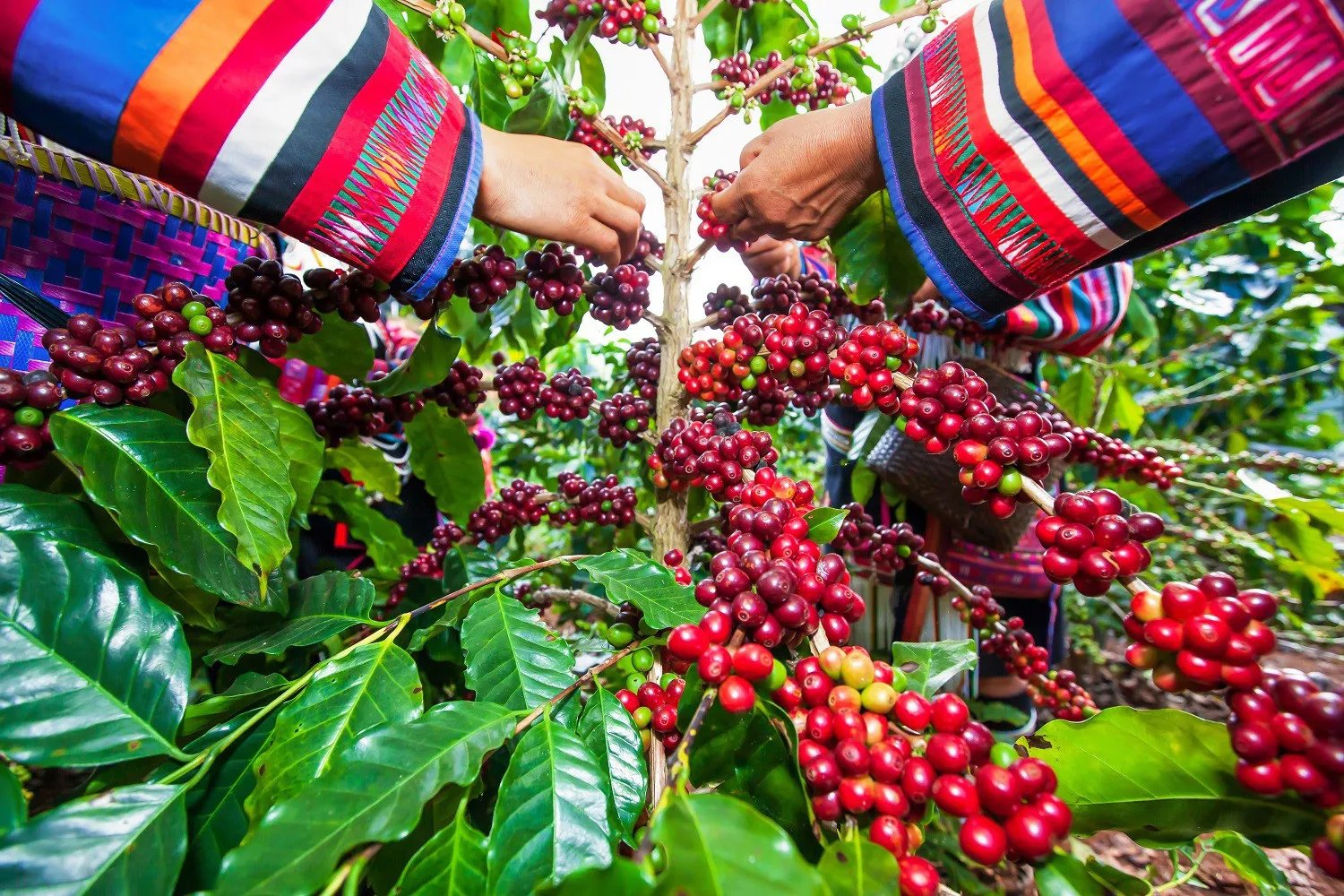 Giá cà phê hôm nay 27/5: Giá thế giới giảm nhẹ. (Ảnh minh họa)