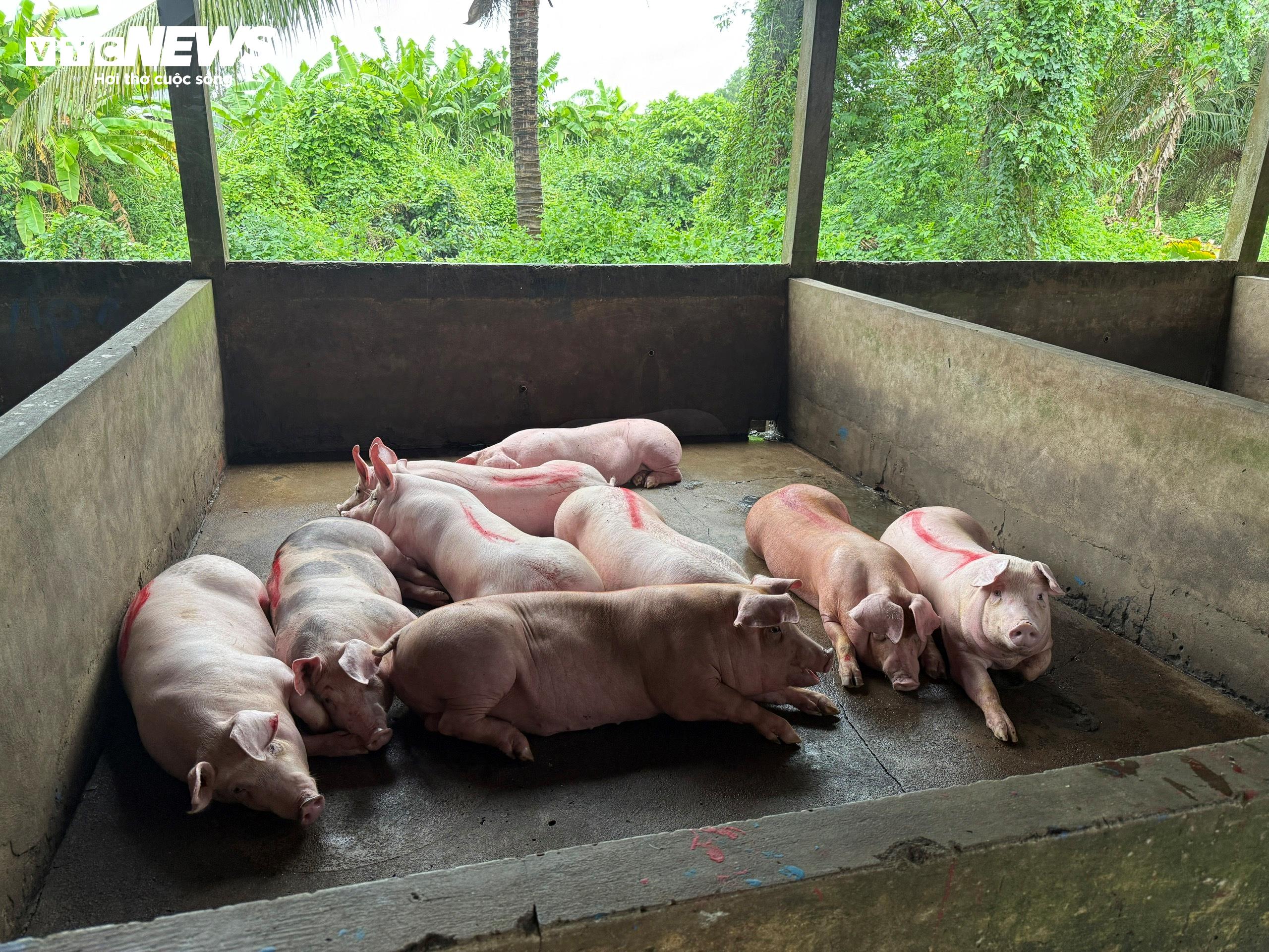 Bên trong nơi giết mổ heo gia công cho C.P. Việt Nam tại Sóc Trăng - 12
