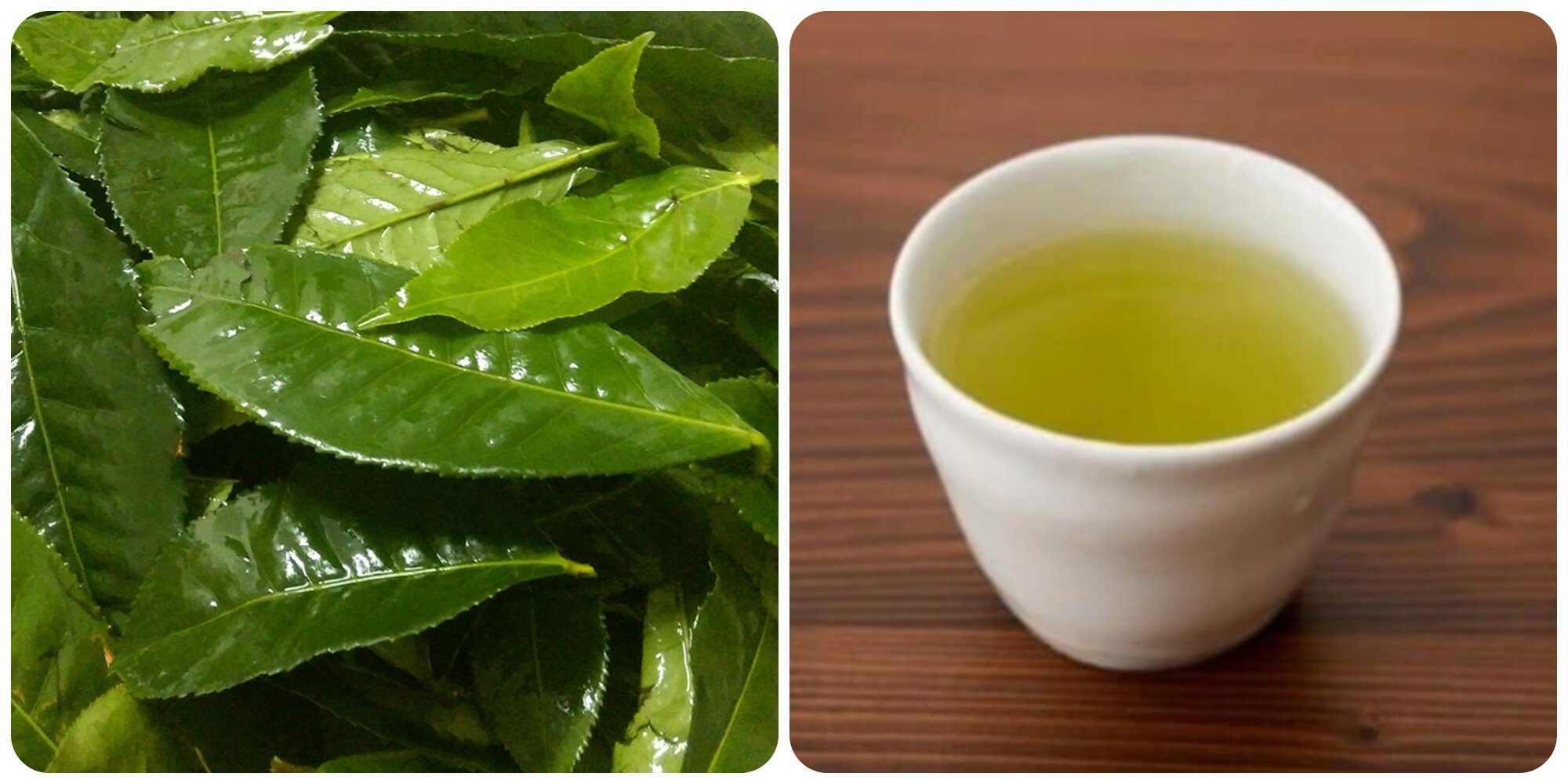 Uống nước chè xanh đúng cách rất tốt cho gan