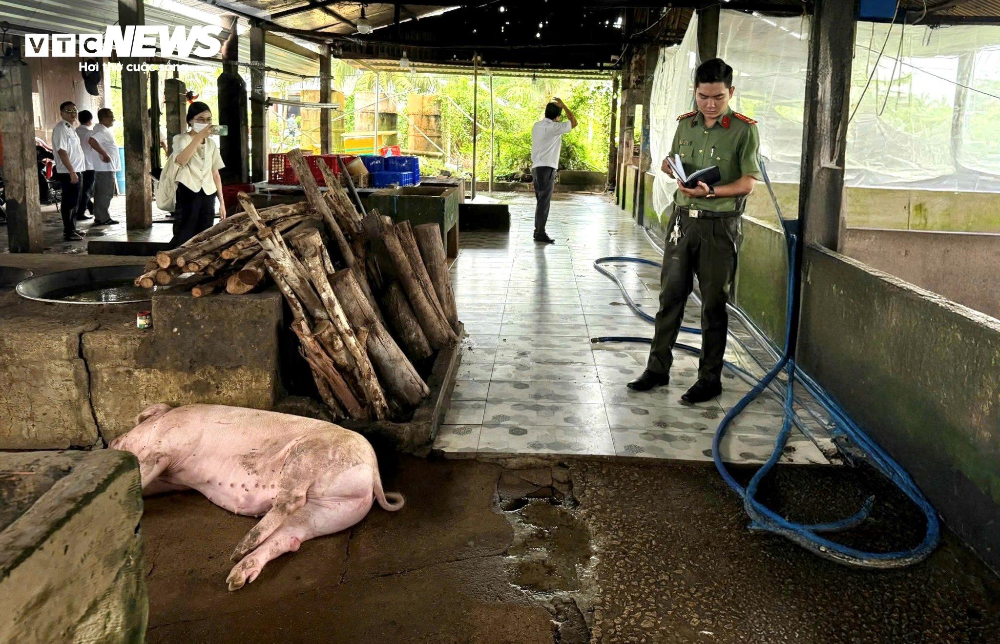 Đoàn kiểm tra kiểm tra là giết mổ heo thị trấn Mỹ Xuyên chiều 3/6.