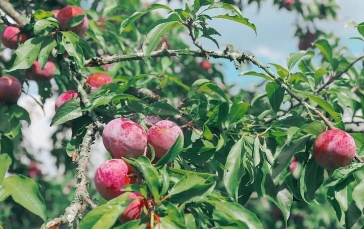 Quả mận không chỉ là món ăn vặt mùa hè được yêu thích mà còn mang lại nhiều lợi ích cho sức khỏe. (Ảnh minh hoạ)