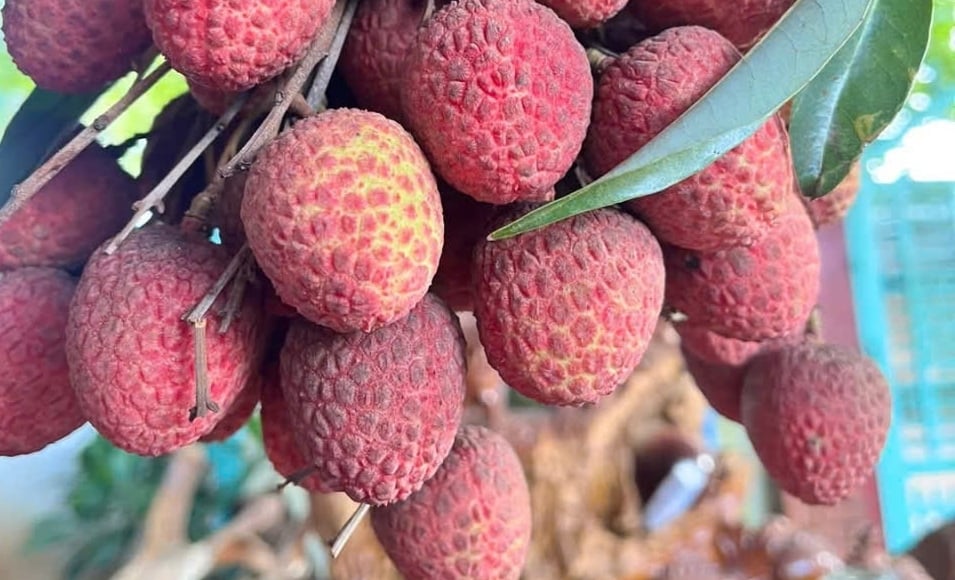 Vải thiều ngọt, thơm, giàu dưỡng chất nhưng không phải ai cũng nên ăn nhiều bởi có thể gây ảnh hưởng tiêu cực đến sức khỏe. (Ảnh minh hoạ)