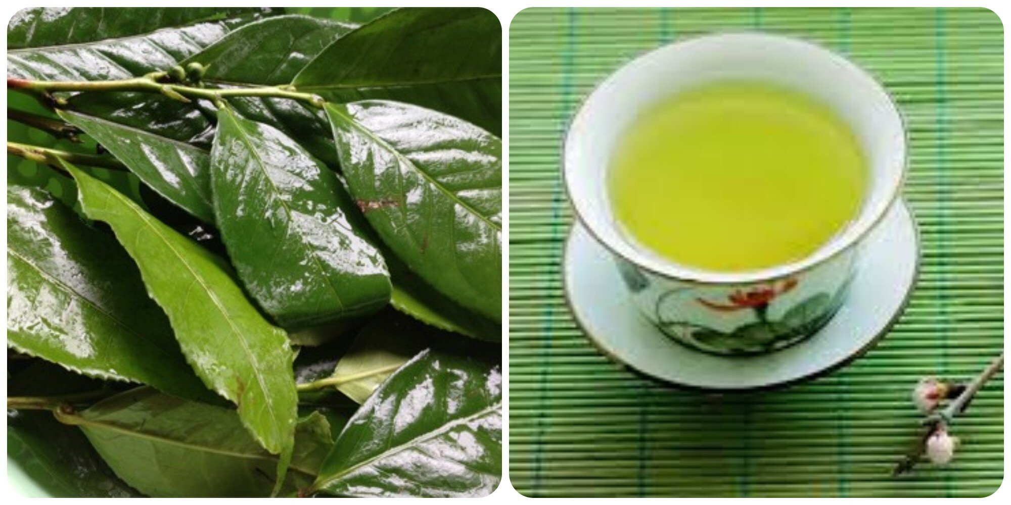Uống nước chè xanh sai cách có thể gây hại cho thận