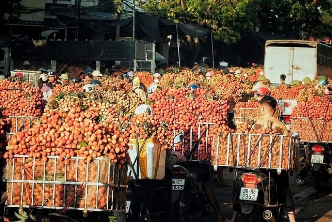 Ngay từ sáng sớm, nhiều người dân đã mang vải thiều đến các điểm cân.