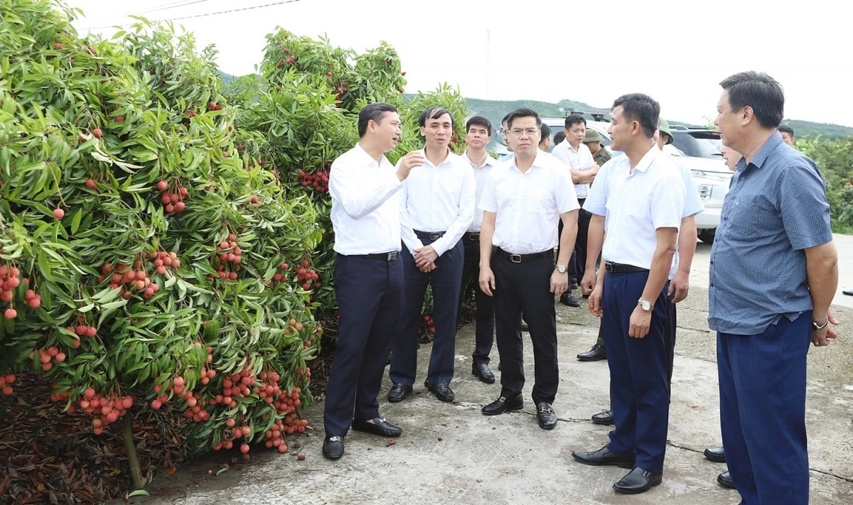 Chủ tịch UBND tỉnh Bắc Giang Nguyễn Việt Oanh và các đại biểu kiểm tra khu trồng vải tập trung ở làng Muối, xã Giáp Sơn.