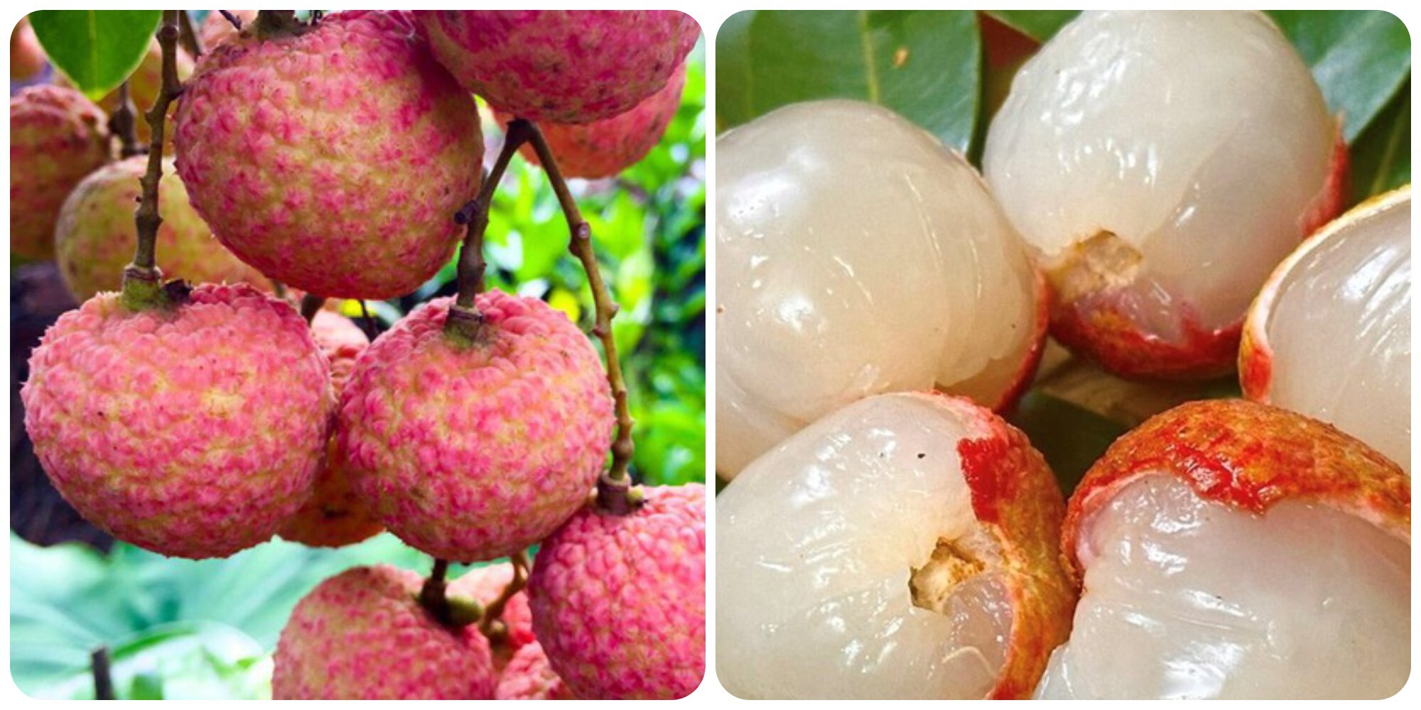 Quả vải rất tốt cho sức khoẻ nhưng không nên ăn nhiều.