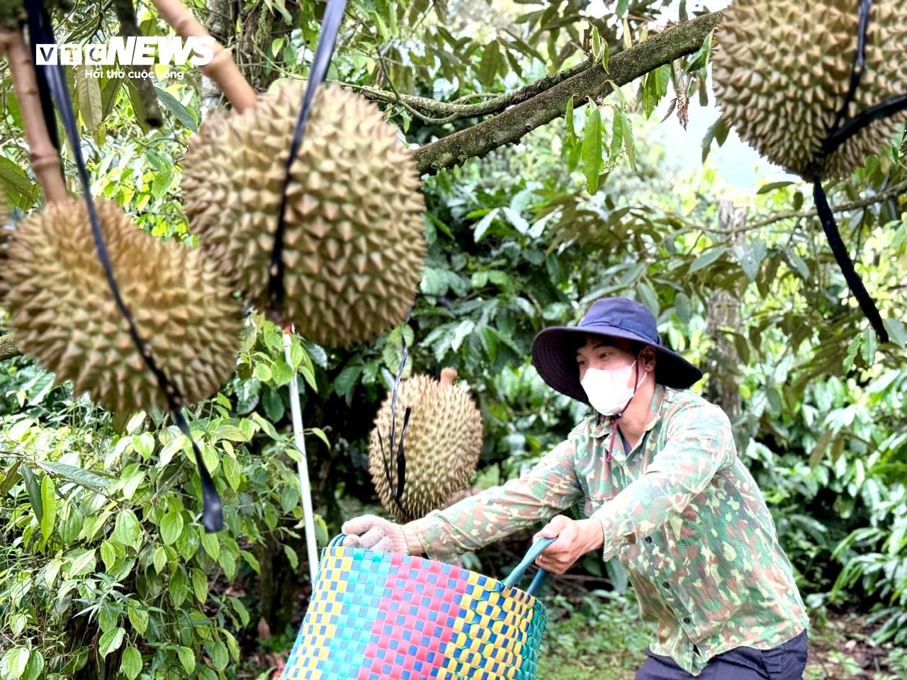 Lê Đức Tuấn (xã Đắk Sin) hứng sầu riêng tại vườn.