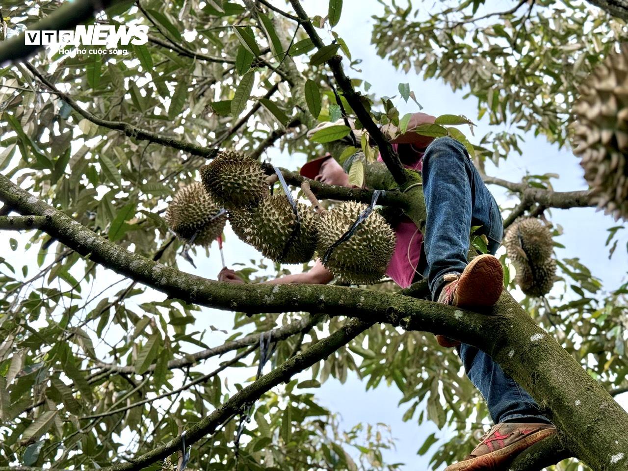 Bên cạnh tai nạn nghề nghiệp, rủi ro nặng nhất của nghề hái sầu riêng là rủi ro về kinh tế.