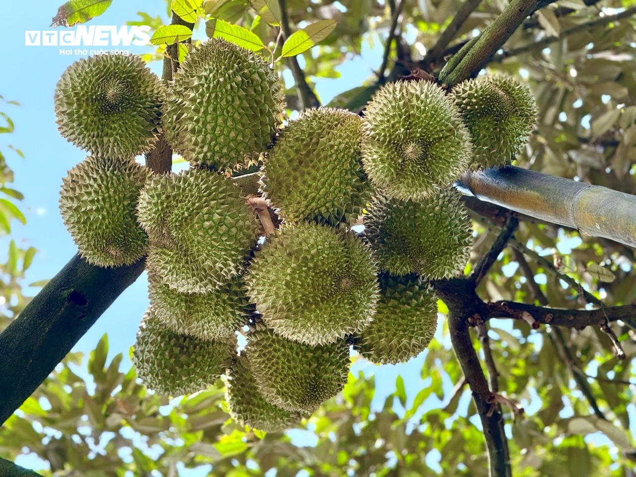 Sầu riêng tại Tây Nguyên đang vào chính vụ.