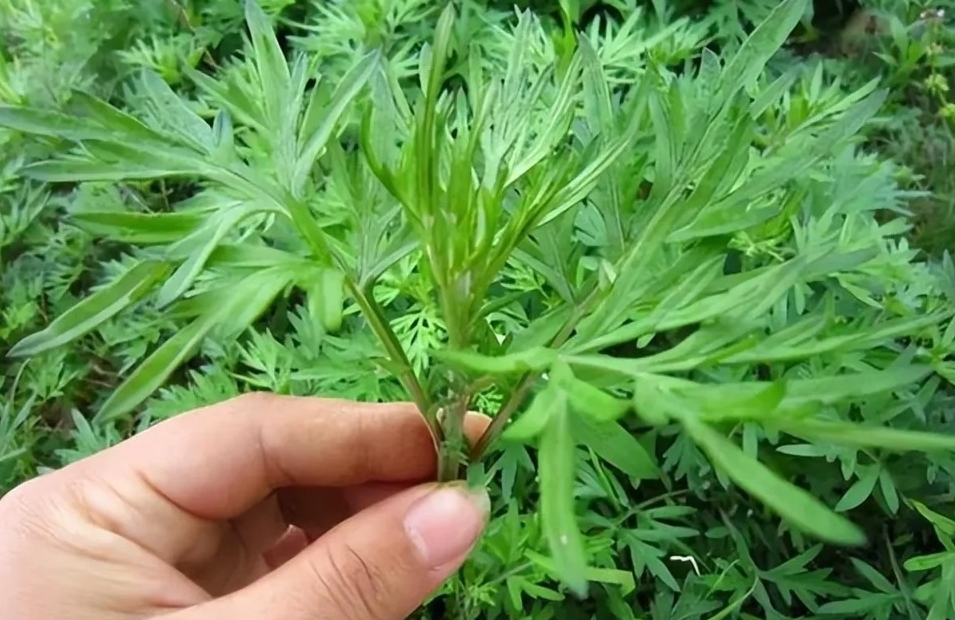 Ngải cứu không chỉ là rau gia vị mà còn là vị thuốc. (Ảnh minh hoạ)