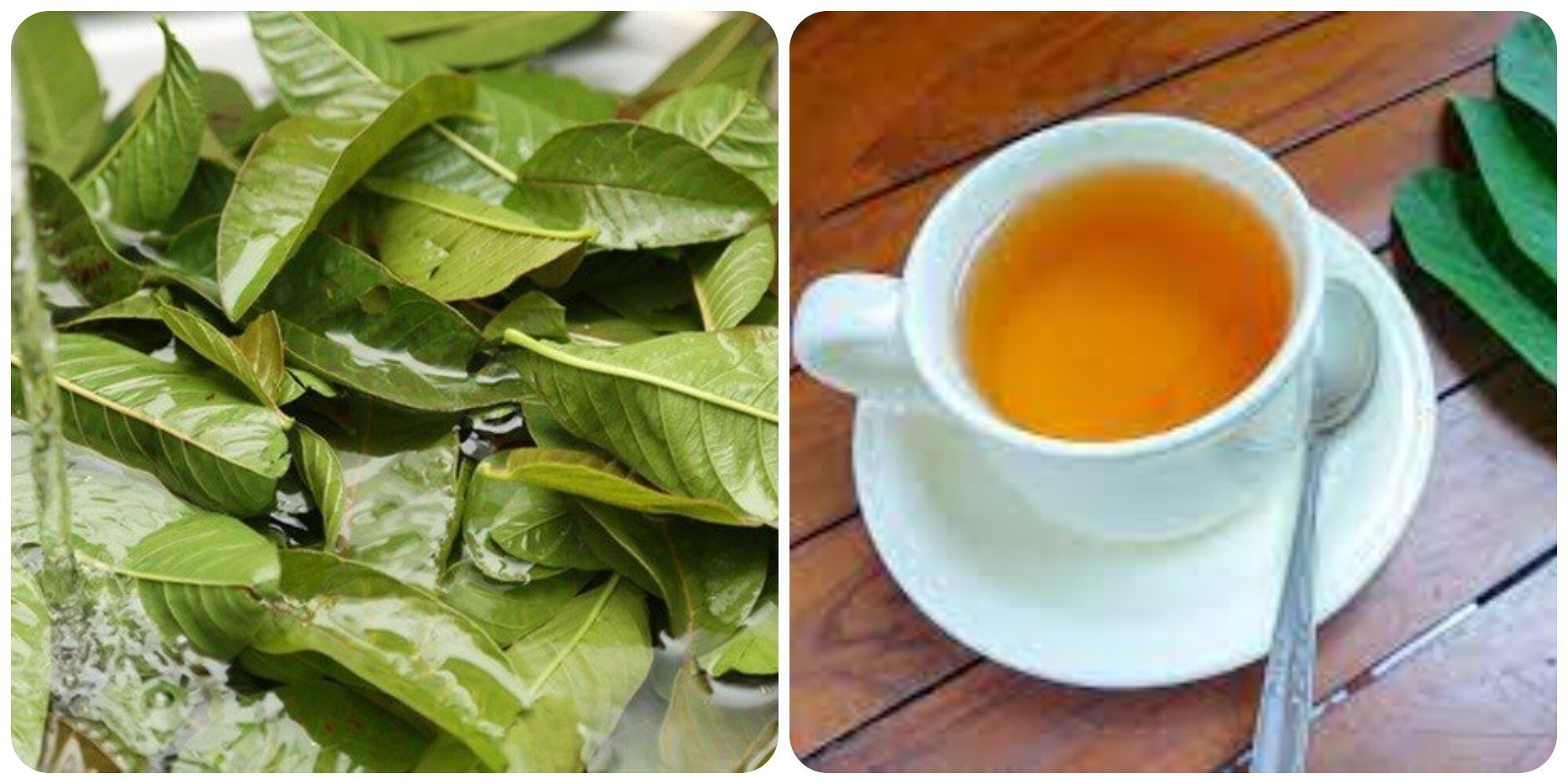 Nước lá ổi tốt cho sức khoẻ nhưng một số người không nên lạm dụng