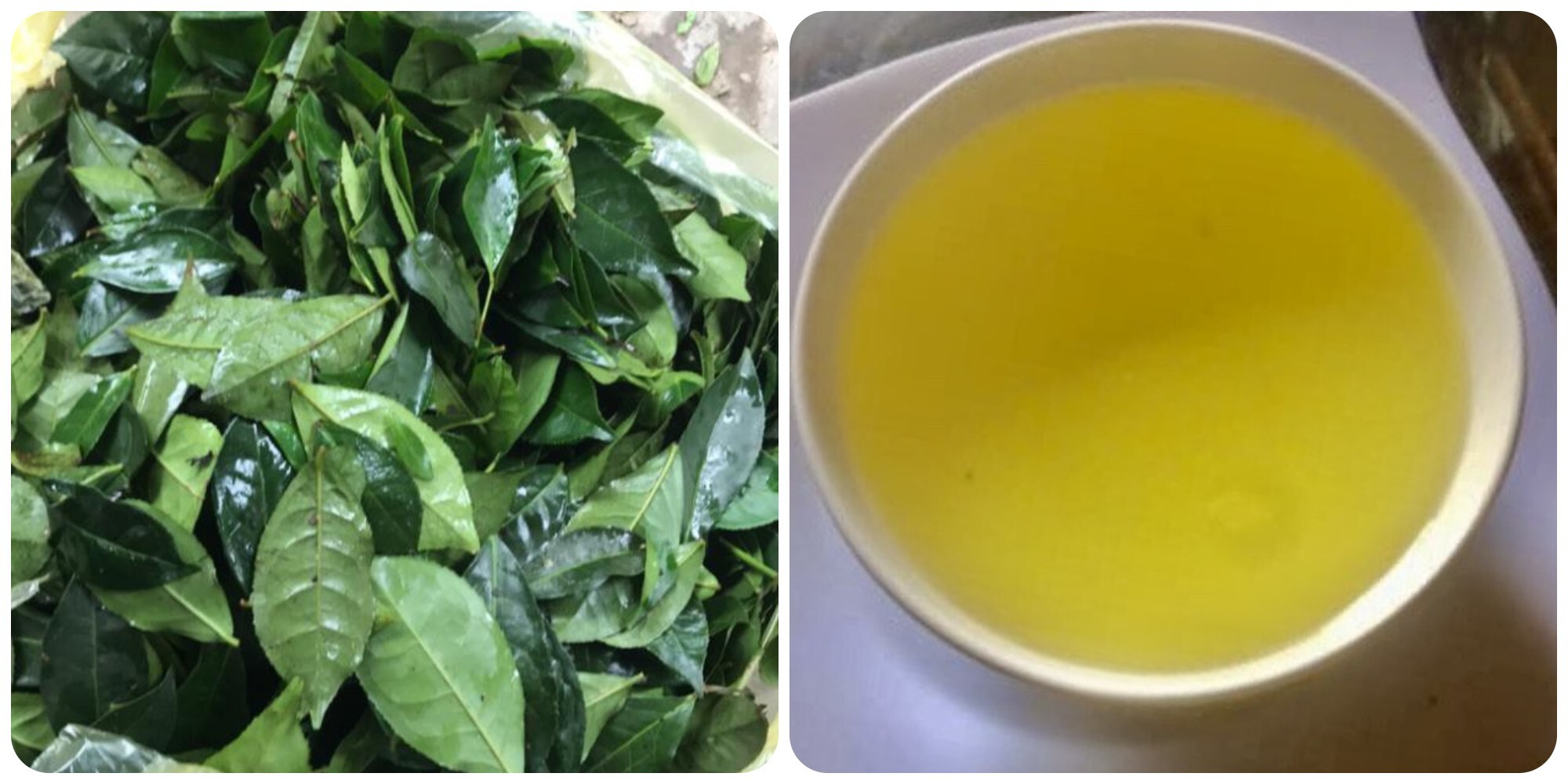 Uống nước chè xanh tươi hàng ngày rất tốt cho sức khoẻ.