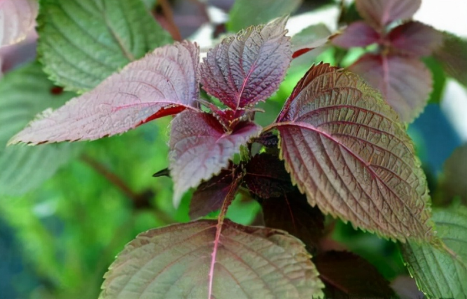 Tía tô thuộc họ Lamiaceae, có loại lá màu tím hung và màu xanh lục (Ảnh: Sohu)