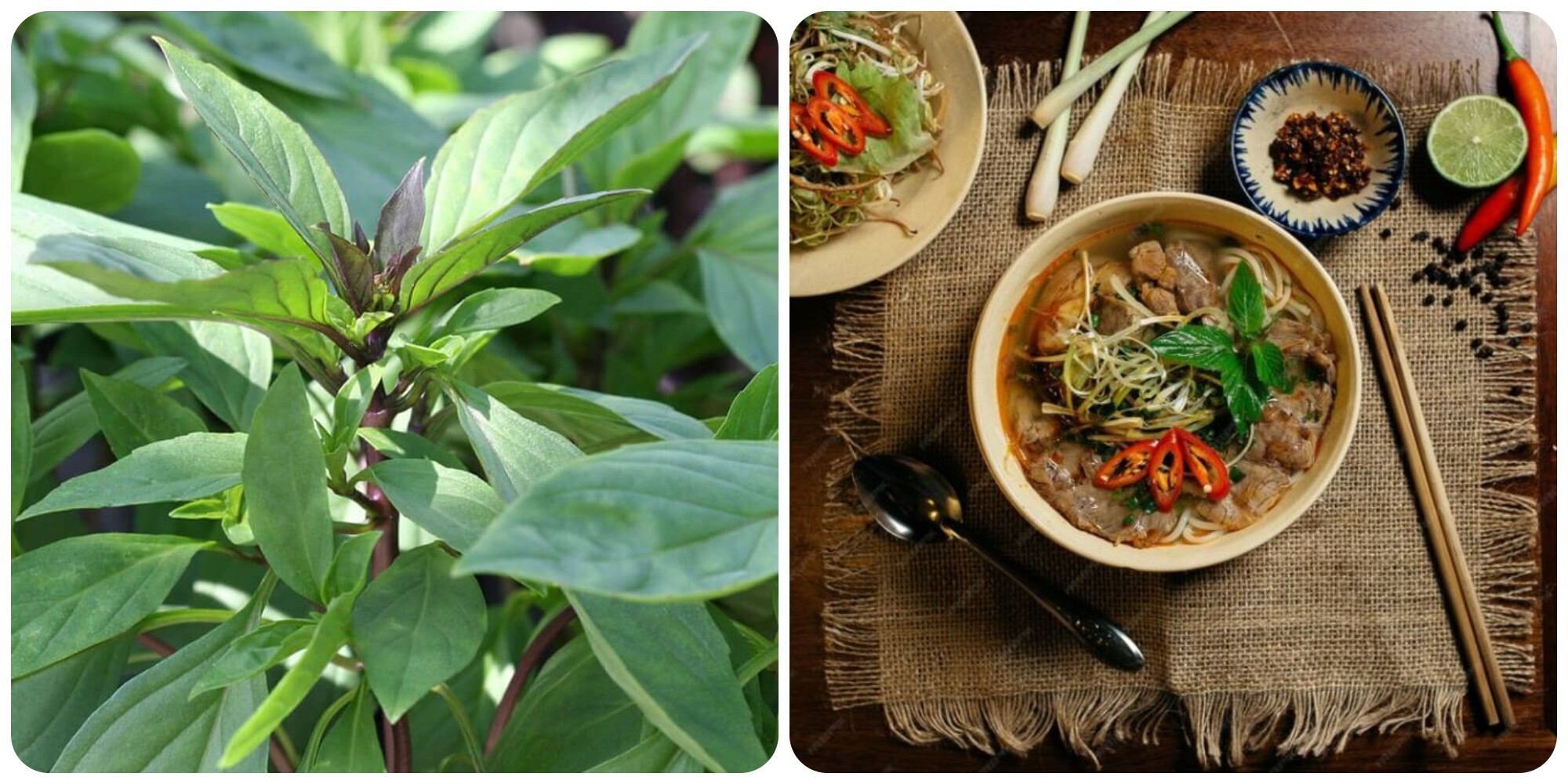 Húng quế là loại rau gia vị tốt cho sức khoẻ