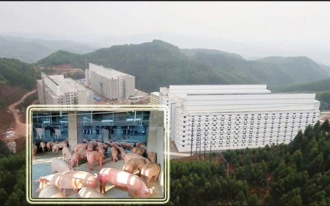 Bộ NN-MT trình Thủ tướng, Phó Thủ tướng Chính phủ cho phép triển khai mô hình chăn nuôi heo trong nhà nhiều tầng tại Việt Nam.
