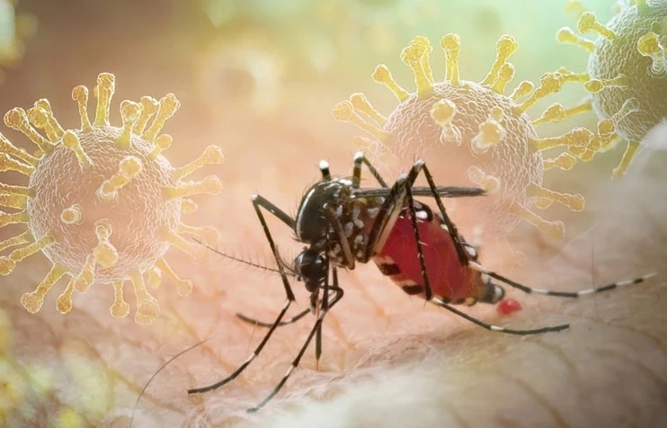 Chikungunya là bệnh truyền nhiễm lây truyền qua trung gian là muỗi Aedes (cùng loại muỗi vằn truyền bệnh sốt xuất huyết). (Ảnh minh hoạ)