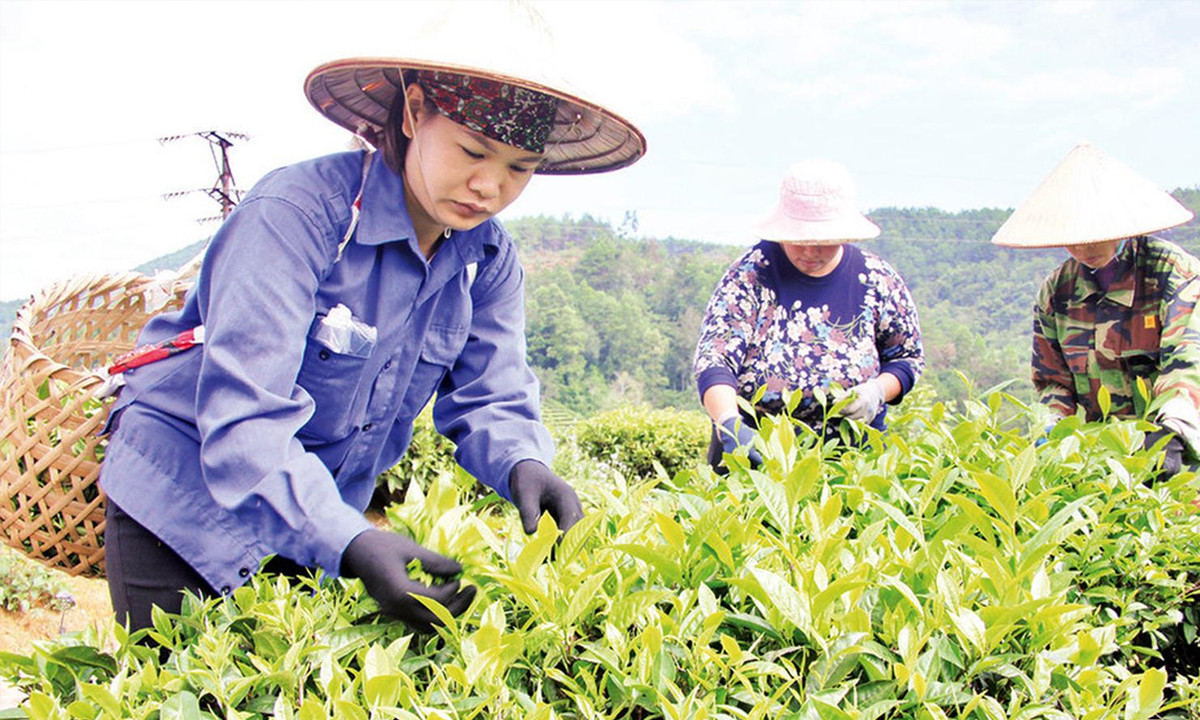 Nông dân Lạng Sơn thu hoạch chè.