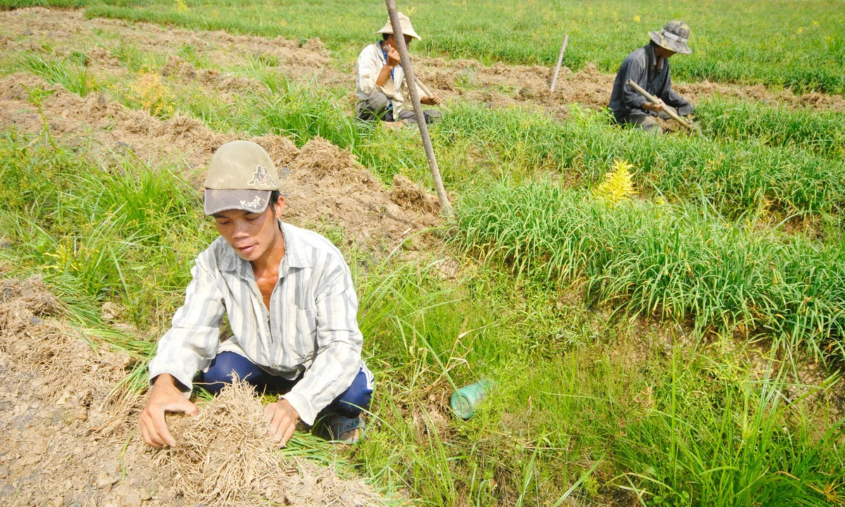 Người dân xã Vĩnh Tuy cải tạo đất, sản xuất màu để phát triển sinh kế sau khi được địa phương hỗ trợ giống và kỹ thuật canh tác. (Ảnh: Lê Hoàng Vũ)
