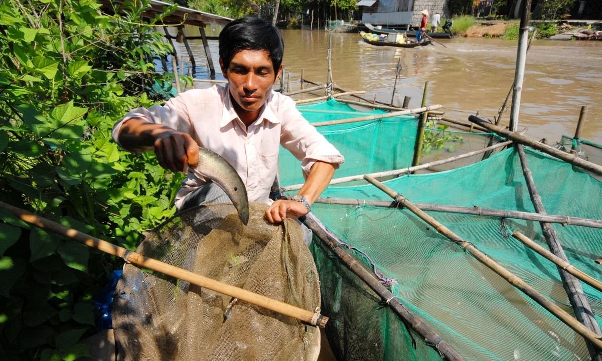 Hộ dân trên địa bàn tỉnh An Giang được hỗ trợ mô hình nuôi cá lóc, góp phần đa dạng sinh kế và nâng cao thu nhập. (Ảnh: Lê Hoàng Vũ)
