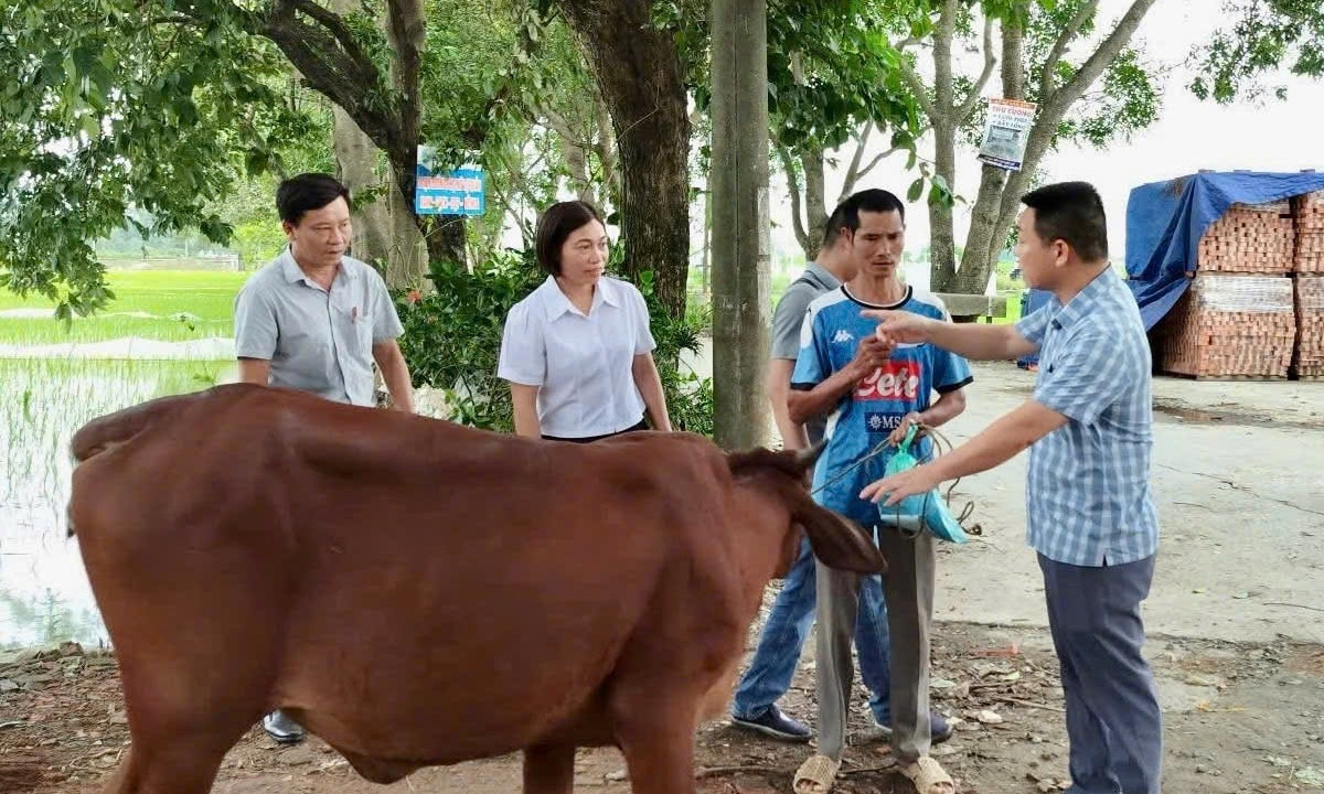 Lãnh đạo Trung tâm Khuyến nông Hà Nội trao bò cho hộ dân xã Tây Phương. (Ảnh: Nguyễn Hằng)