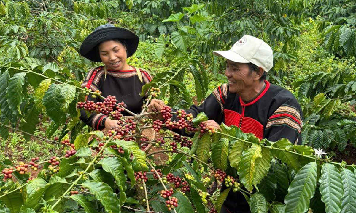 Vườn cà phê xanh mướt của thành viên HTX nông nghiệp dịch vụ Công Bằng Ea Tu.