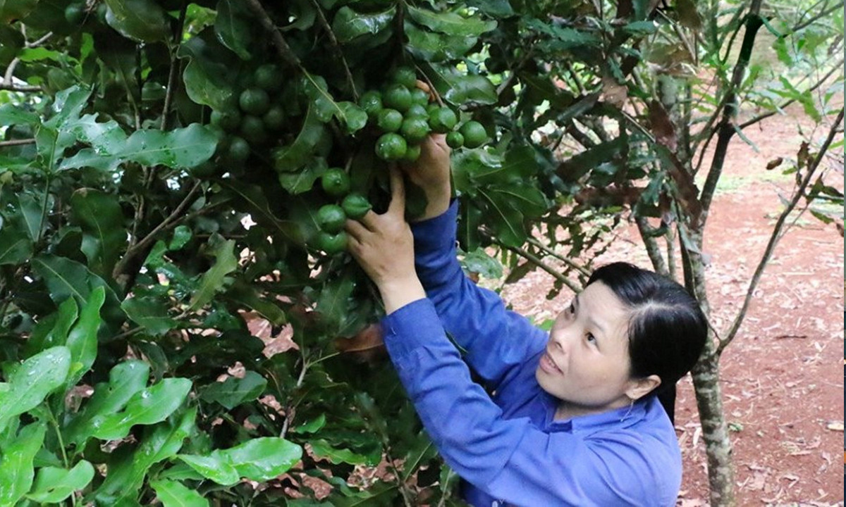 Người dân được trang bị kỹ thuật theo từng giai đoạn sinh trưởng của cây trồng để đạt sản lượng và chất lượng theo yêu cầu.