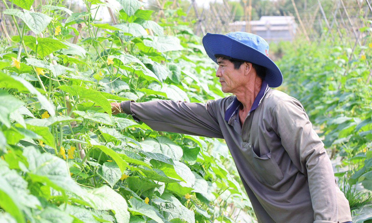 Nông nghiệp bền vững thúc đẩy nông thôn mới.