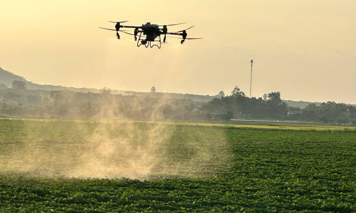 HTX Nông nghiệp 714 đầu tư máy bay không người lái phun thuốc bảo vệ thực vật cho cây trồng.