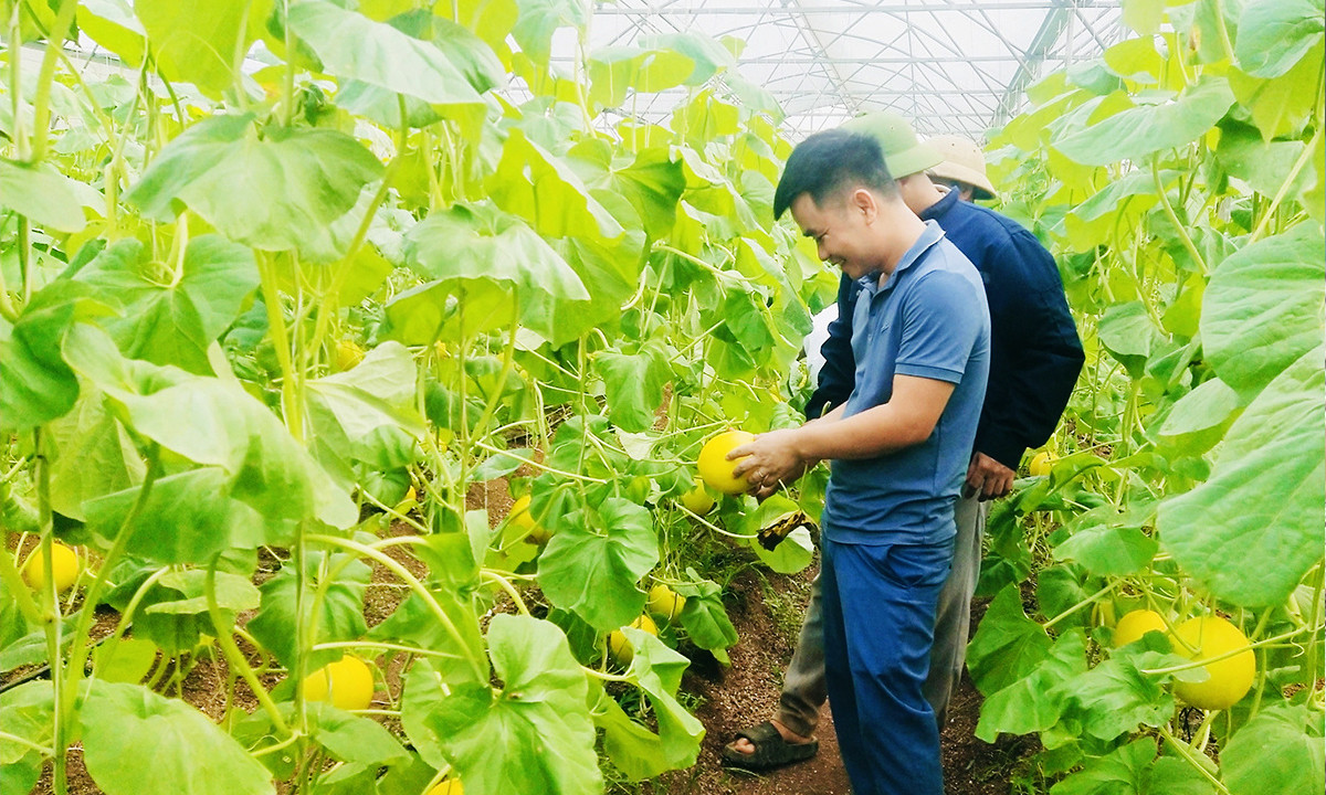 Nông dân, HTX trên địa bàn tỉnh Nghệ An đang gây ấn tượng mạnh với nông nghiệp công nghệ cao.