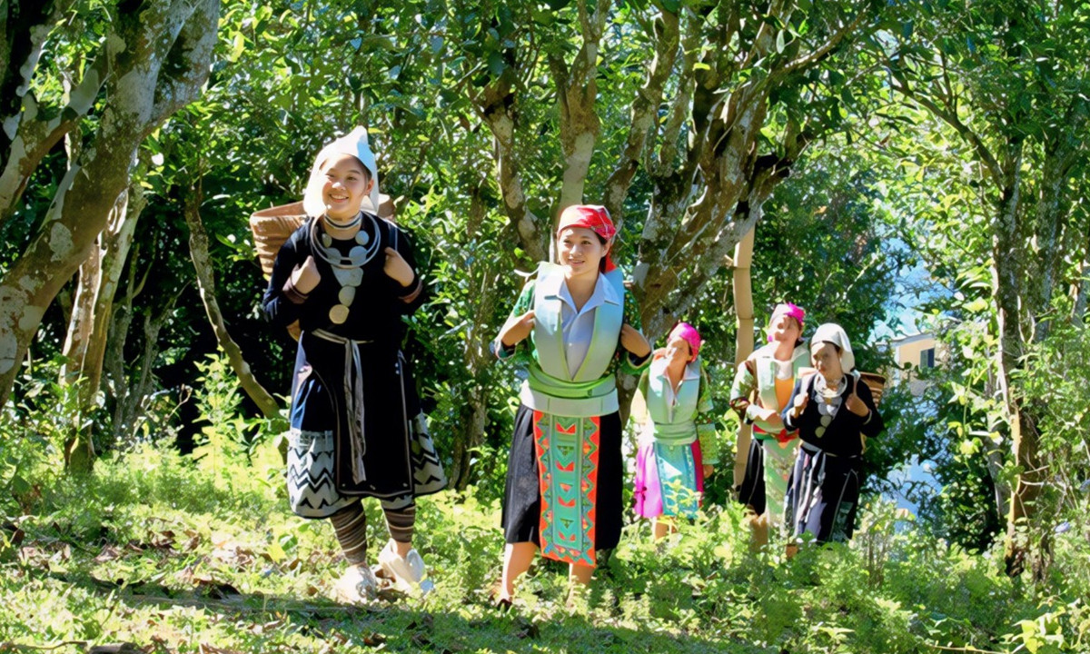 Tại Hợp tác xã Sơn Trà (tỉnh Tuyên Quang), vai trò của phụ nữ là một điểm sáng.