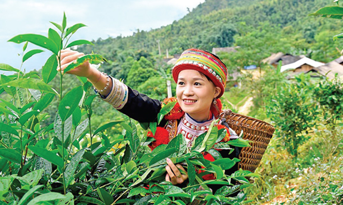 Phụ nữ Dao thu hoạch chè.