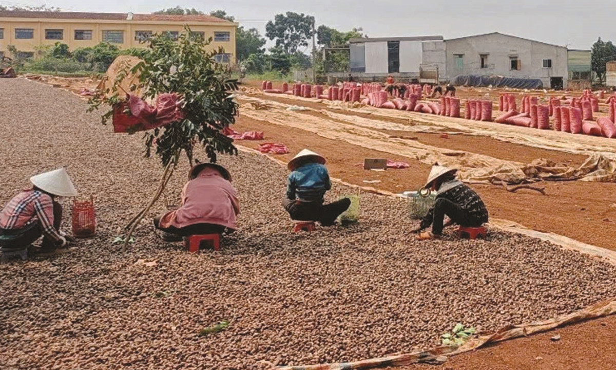 HTX Nông nghiệp điều hữu cơ Trảng cỏ Bù Lạch giải quyết việc làm thường xuyên cho hàng chục lao động tại địa phương.