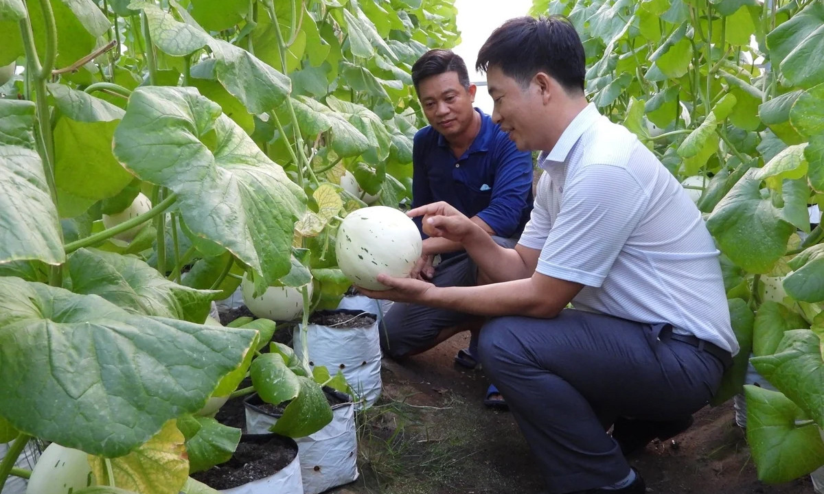 Sản xuất nông nghiệp công nghệ cao được triển khai đồng bộ trong hệ thống nhà màng của HTX Kim Long.