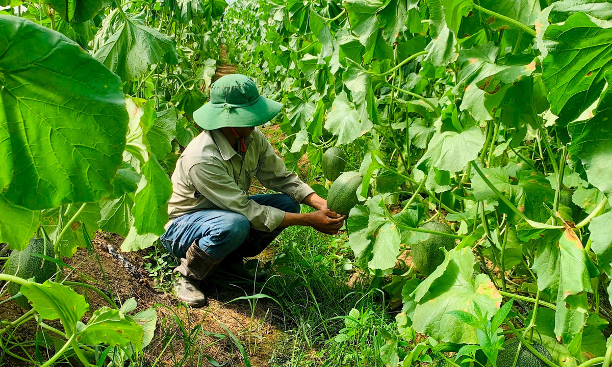 Mô hình dưa lưới nhà kính công nghệ cao của HTX Dịch vụ Nông nghiệp Đông Giang.
