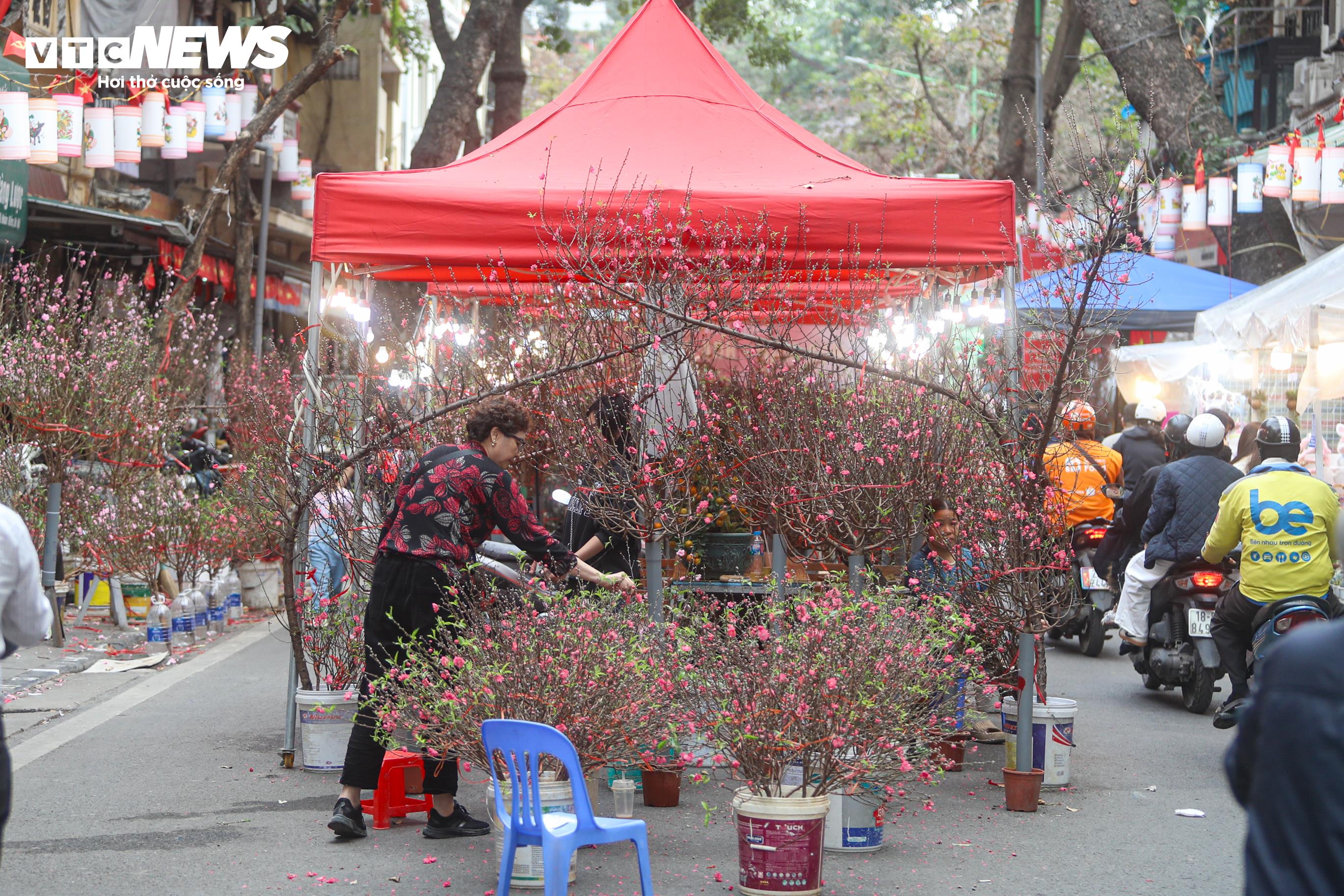 Trong khi đó, đào cành Nhật Tân được chuyển về từ sớm, mức giá phổ biến khoảng 300.000 đồng/cành, tùy dáng và độ lớn.