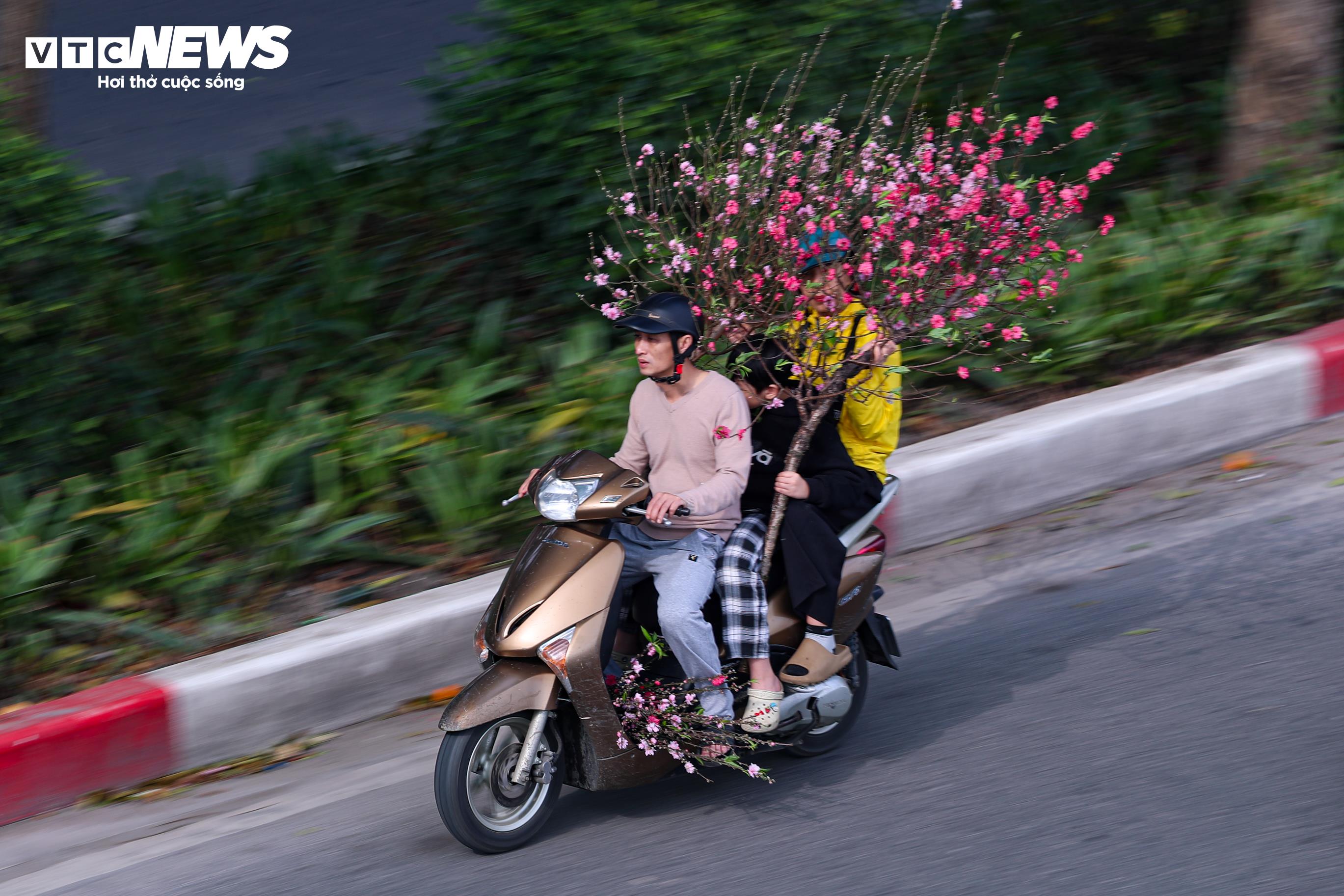 Tạm gác lại nhịp sống bận rộn, nhiều gia đình tranh thủ sắm đào, quất để trang hoàng nhà cửa, chuẩn bị cho một cái Tết ấm cúng, đủ đầy.