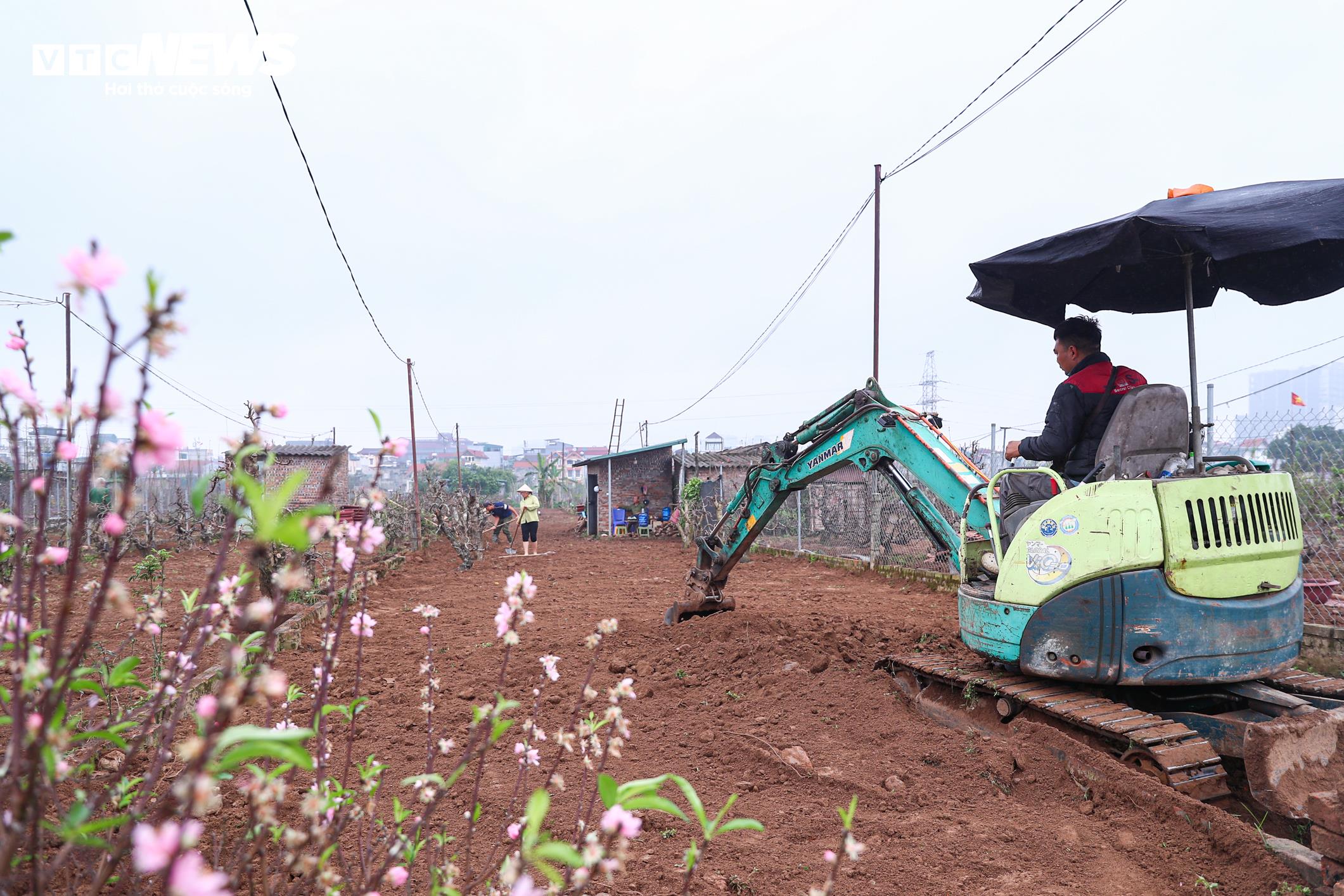 Chủ vườn Nhật Tân tất bật ‘hồi sinh’ đào sau Tết, giữ dáng cho mùa sau - 16