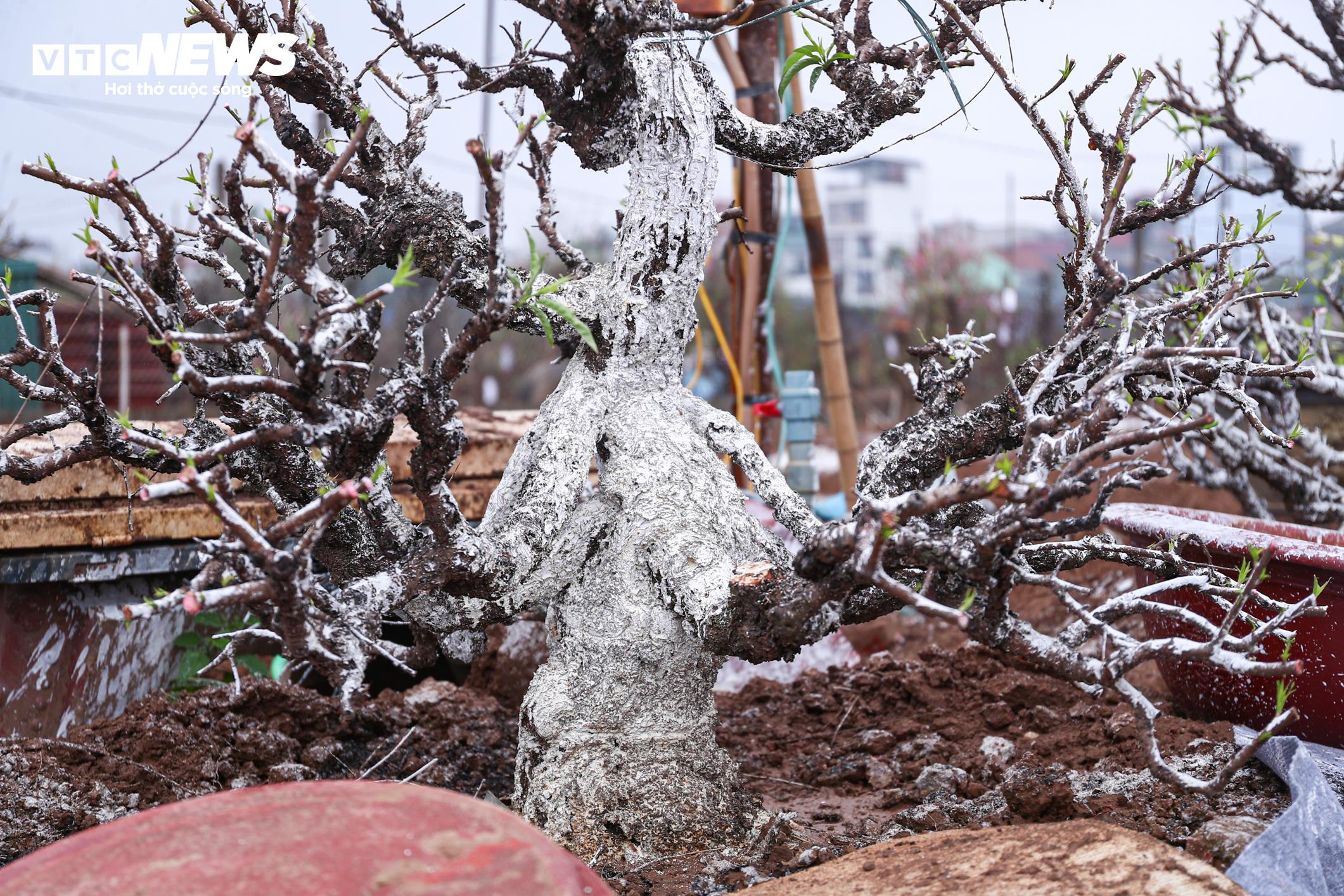 Sau khi được đưa về vườn, nhiều gốc đào được rắc vôi bột nhằm khử khuẩn, đồng thời kìm hãm sinh trưởng trong giai đoạn đầu, tạo đà cho cây phát triển ổn định, đạt chất lượng vào mùa Tết năm sau.